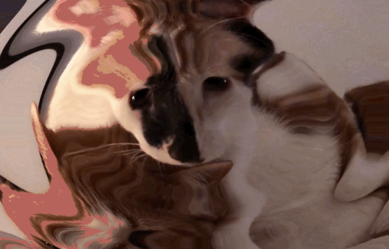 Lazy load & transition your React images with some WebGL glsl niceness